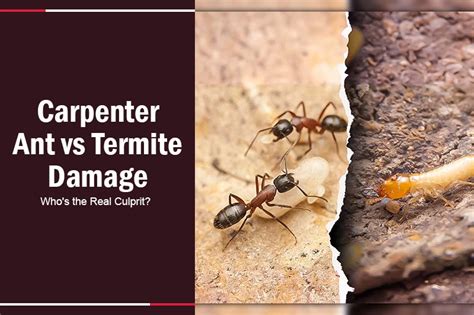 Carpenter Ant Vs Termite Damage Whos The Real Culprit