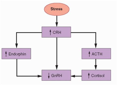 Amenorrhea | Obgyn Key