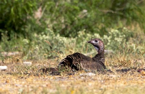 Upland Game Birds | Lonesome Coyote Ranch