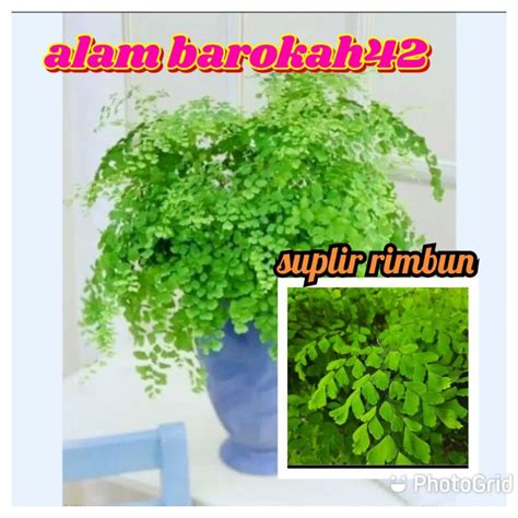 Jual Tanaman Hias Suplir Rimbun Cantik Sejuk Murah Shopee Indonesia