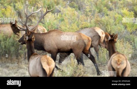 Montana elk Stock Videos & Footage - HD and 4K Video Clips - Alamy