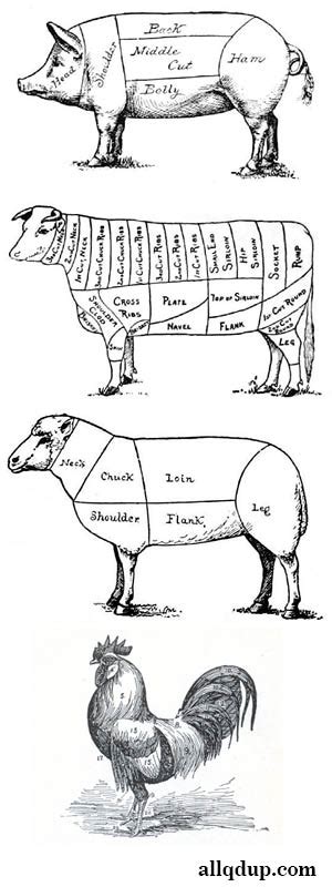 Trade Descriptions And Diagrams For Chicken Wing Breakdown All Qd Up