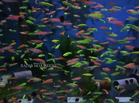 Glofish Unik Hasil Rekayasa Genetik Radar Mojokerto