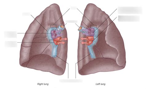 Lungs Pt 2 Diagram Quizlet