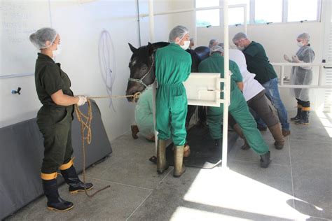 Acadêmicos de Medicina Veterinária realizam aula prática sobre