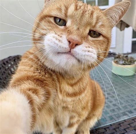 This Cat Taking A Selfie R Aww