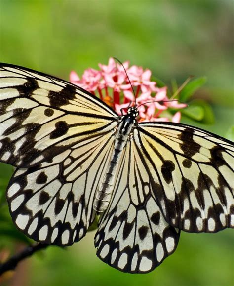 9 Spiritual Meanings Of A Black And Yellow Butterfly