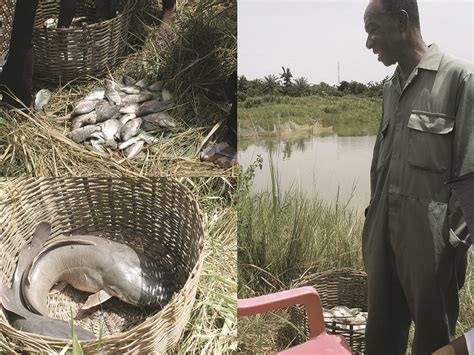 A Look At Tilapia Aquaculture In Ghana Responsible Seafood Advocate