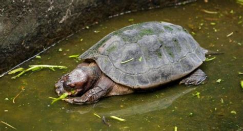 What Do Terrapins Eat Terrapins Co Uk