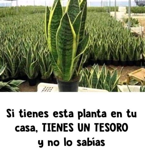 Si Tienes Esta Planta En Tu Casa Tienes Un Tesoro Y No Lo Sabias