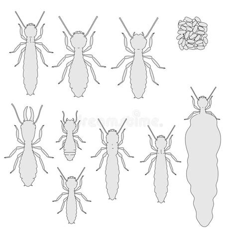 Termite life cycle stock illustration. Illustration of worker - 23765742