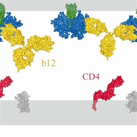 Model Of Neutralization Of Hiv 1 By Abs The Ab B12 Binds To Envelope