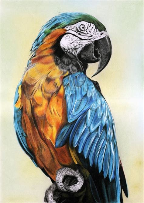 Pin By Coty Talledo Armas On Loros Parrots Art Parrot Painting