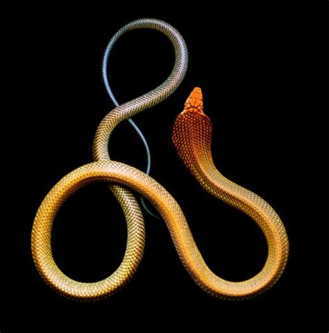 An Orange And Black Snake On A Black Background