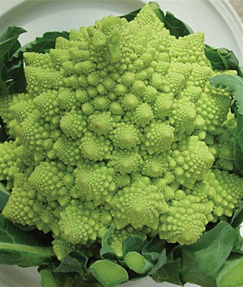 The 10 Best Broccoli Varieties to Grow at Home | Gardeners Path