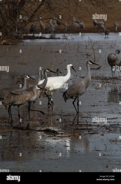 Sandhill Crane Whooping Crane Hi Res Stock Photography And Images Alamy