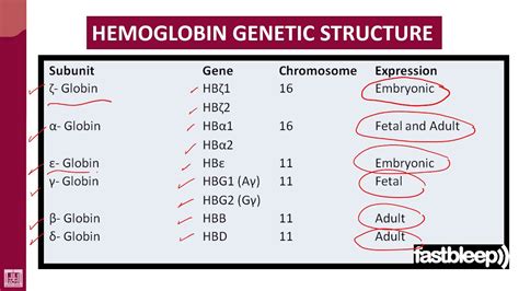 Hematology 2 U1 L20 Genetics Of Hemoglobin Youtube