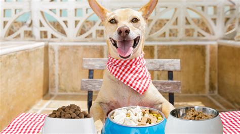 Cuales Son Los Mejores Alimentos Para Perros