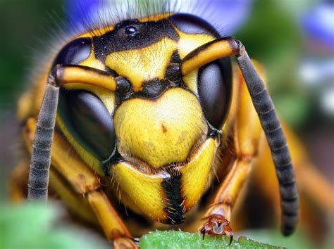 Tapety : Příroda, fotografování, vosa, fauna, sršeň, zblízka, makro ...