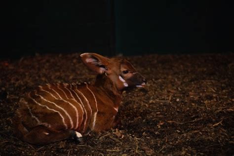 Critically Endangered Mountain Bongo Birth Delights Zookeepers