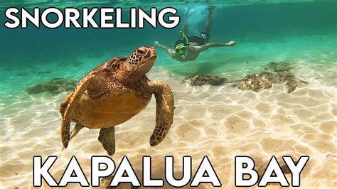 Snorkeling With Turtles At Kapalua Bay Maui Snorkeling Spots Hawaii