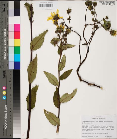 Silphium Dentatum Species Page Apa Alabama Plant Atlas