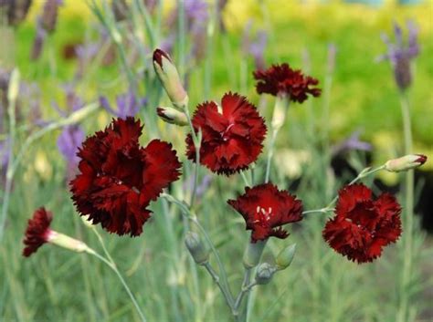 Carnation Our Plants Kaw Valley Greenhouses