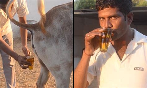 Indian Men Drink Cow Urine On Live Video Claim It Boosts Immune System