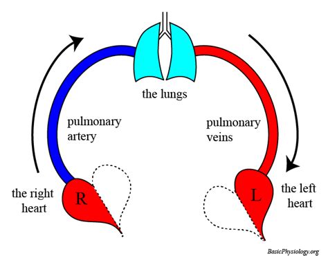 C 4 6 Ventilation And Perfusion