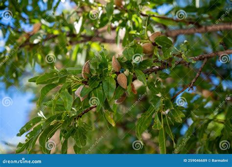 Ripe Almonds Nuts on Almond Tree Ready To Harvest Close Up Stock Image ...