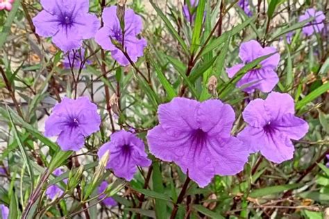 North Carolina Native Plants List 19 Beautiful Bird Friendly Plants For Your Landscape