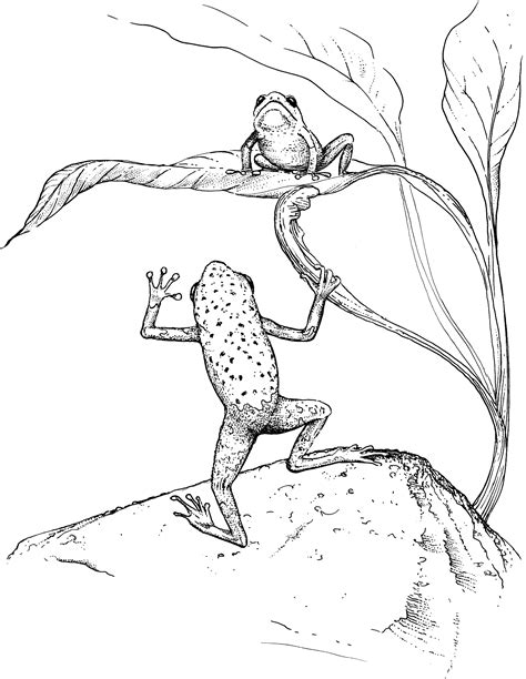 Free Frog Coloring Pages