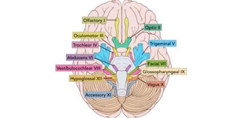 Cranial Nerve Quiz | Attempts: 2523 - Trivia & Questions