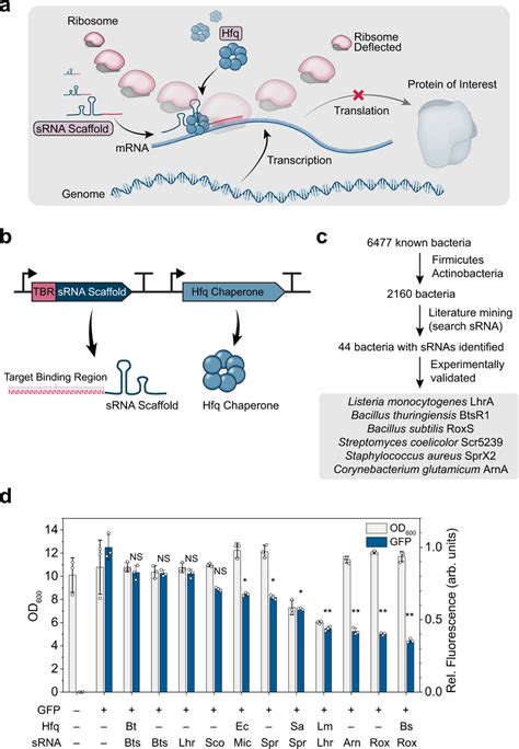 Development Of Synthetic Srna Systems For The Knockdown Of Target