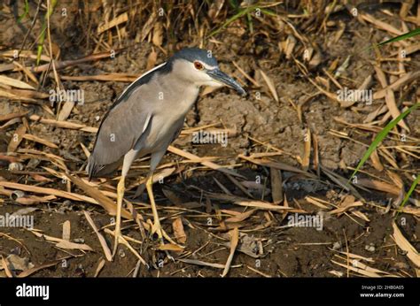 Herons And Storks Water Birds Stock Photo Alamy