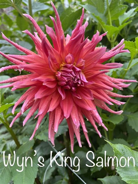 Pin By Julia Putman On Labeled Dahlias King Salmon Plants Salmon