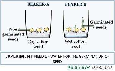 What is Germination of Plant? Definition, Process & Factors Affecting ...