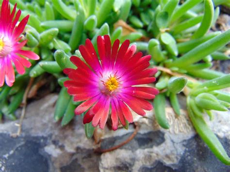 Delosperma Cooperi Plant Care Guide | Plantly