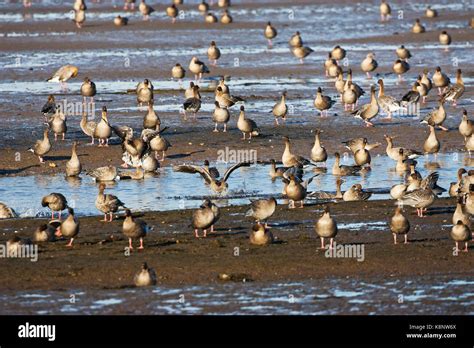 Pink Footed Goose Anser Brachyrhynchus Group On Intertidal Mud Udale