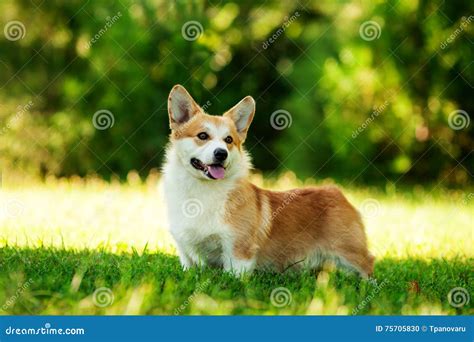 Red Welsh Corgi Pembroke Dog Outdoors On Green Grass Stock Photo