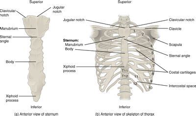 Rib Fracture - Physiopedia