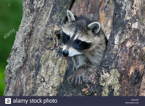 Raccoon In Tree Stock Photos And Raccoon In Tree Stock Images Alamy