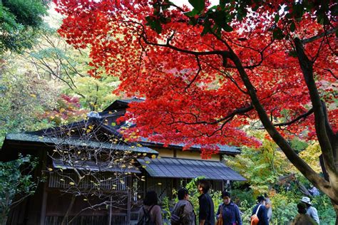 Autumn Leaves In Yokohama Sankeien Garden Ambassadors Japan Tokyo