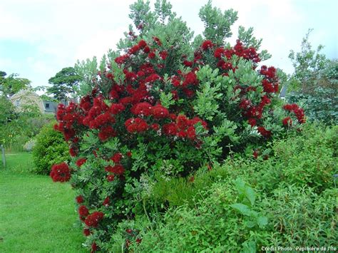 Arbuste Haut Persistant Fleur De Passion