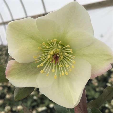 Helleborus Molly's White Lenten Rose from Saunders Brothers Inc