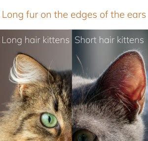 Long Hair Vs Short Hair Kitten How To Determine