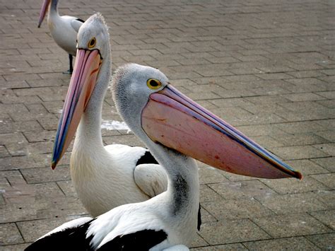 Banco de imagens pássaro asa pelicano Ave marinha bico fauna