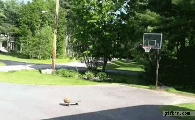 Basketball Shot GIF - Find & Share on GIPHY