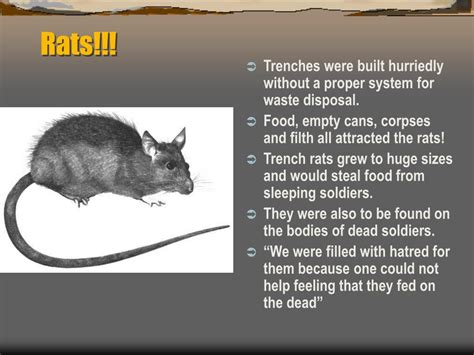 Ppt Trench Warfare Powerpoint Presentation Free Download Id1402601