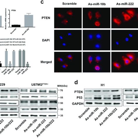 MiR 10b And MiR 222 Direct Target PTEN In GBM A Luciferase Reporter